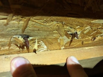 Rusty Nails Humidity Issues